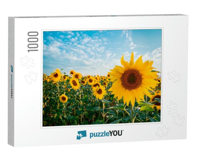 Sunflower in a Field of Sunflowers Under a Blue Sky... Jigsaw Puzzle with 1000 pieces