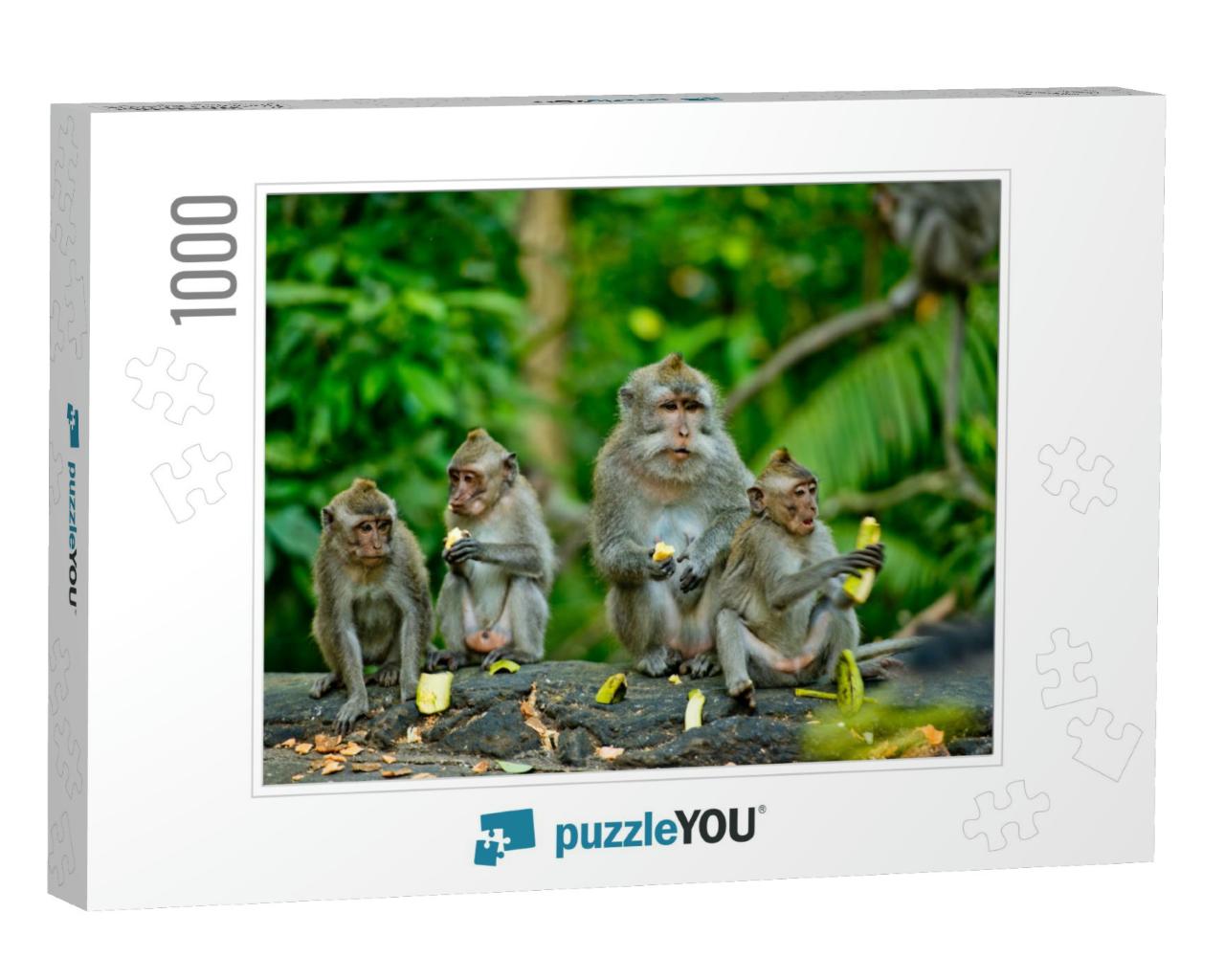 Adult Monkeys Sits & Eating Banana Fruit in the Forest. M... Jigsaw Puzzle with 1000 pieces