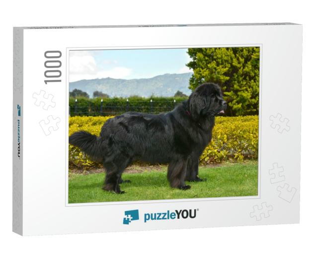 Spectacular Newfoundland Dog, Black, Standing in Profile... Jigsaw Puzzle with 1000 pieces