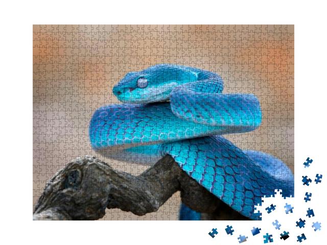Blue Viper Snake Closeup Face, Viper Snake, Blue Insulari... Jigsaw Puzzle with 1000 pieces