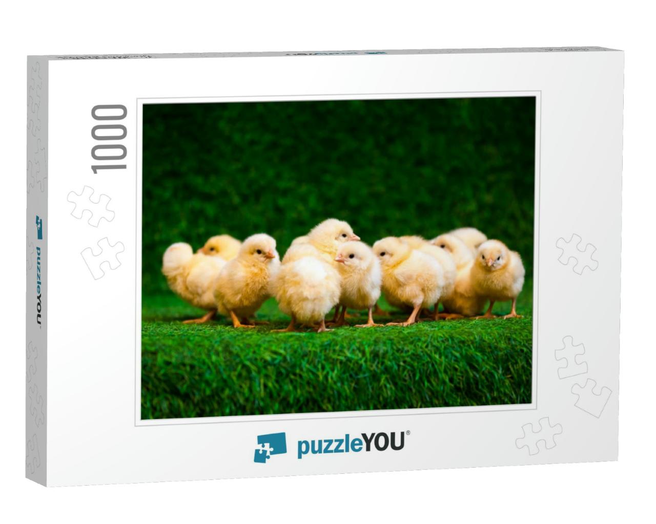 Close-Up of a Lot of Small Yellow Chicks or Gallus Gallus... Jigsaw Puzzle with 1000 pieces