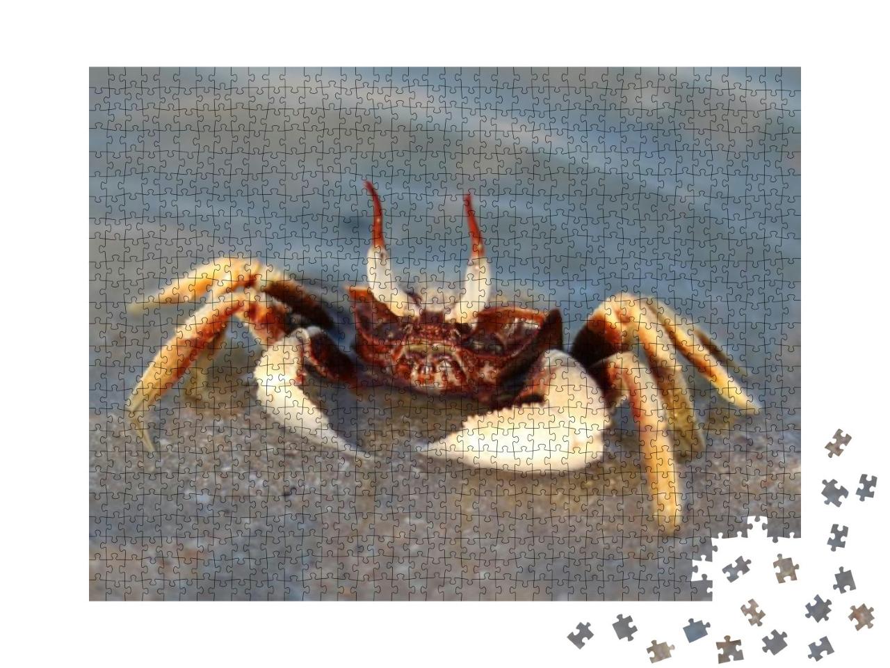 Ghost Eye Crab in the Sea Closed Up... Jigsaw Puzzle with 1000 pieces