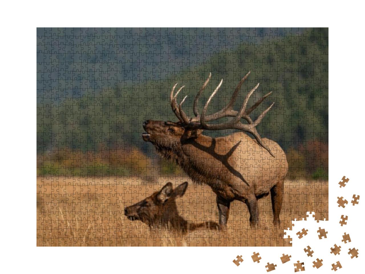 Wild Elk in the West... Jigsaw Puzzle with 1000 pieces