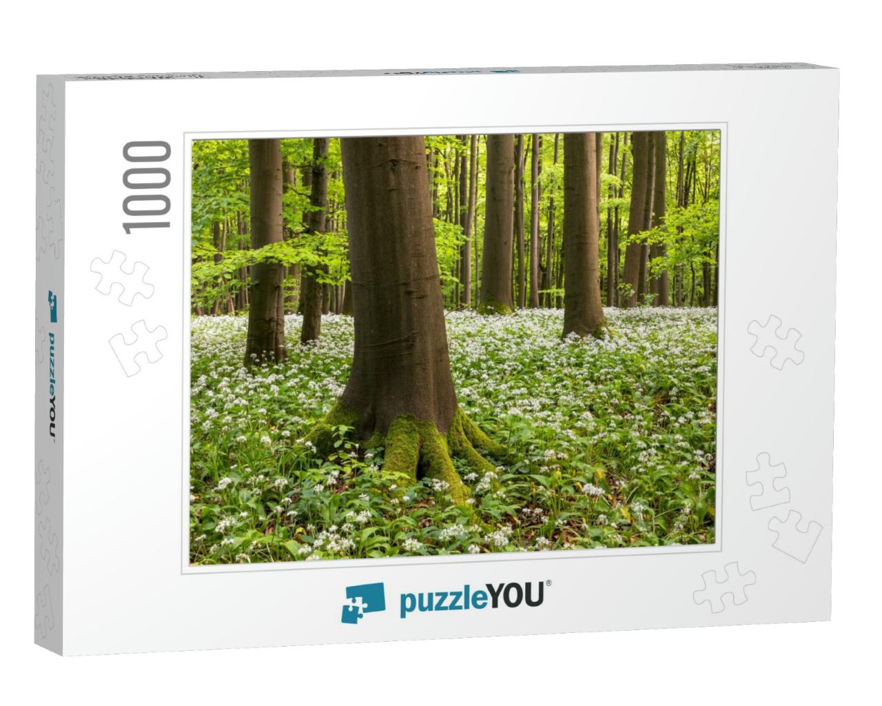 Wild Garlic Bloom in Hainich National Park, Thuringia, Ge... Jigsaw Puzzle with 1000 pieces
