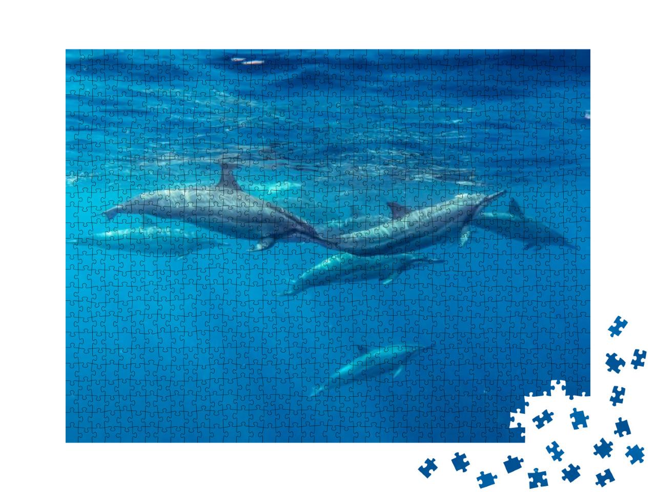 Spinner Dolphins Mauritius Indian Ocean Summer Stenella L... Jigsaw Puzzle with 1000 pieces