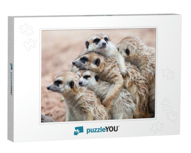 Group Hug Meerkat Standing on a Rainy Day Because of Cold... Jigsaw Puzzle