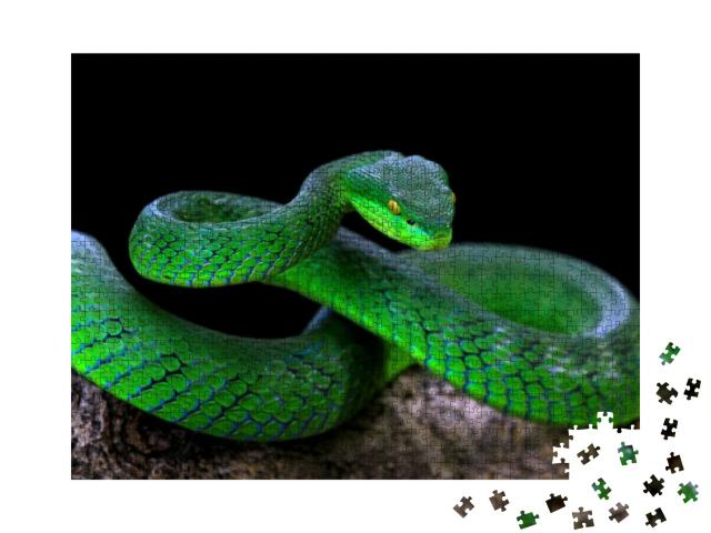 Green Albolaris Snake Front View with Black Background, A... Jigsaw Puzzle with 1000 pieces