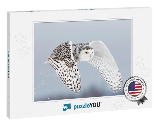 Snowy Owl Bubo Scandiacus Lifts Off & Flies Low Hunting O... Jigsaw Puzzle
