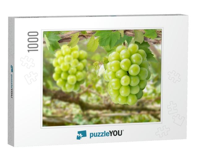 Sweet Green Grape on a Branch Over Green Natural Garden B... Jigsaw Puzzle with 1000 pieces