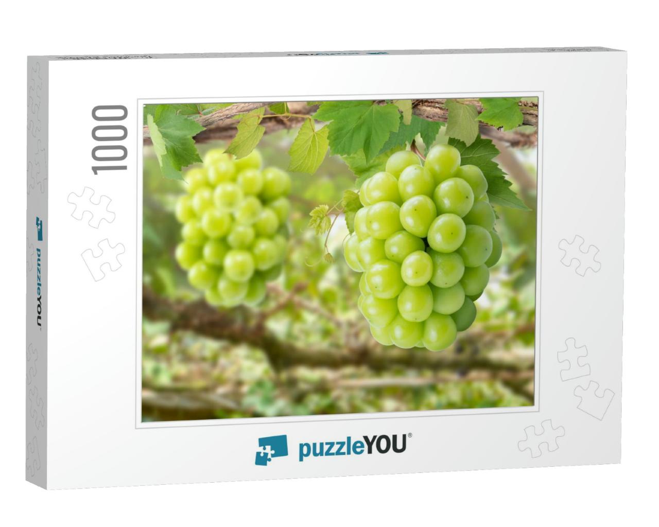 Sweet Green Grape on a Branch Over Green Natural Garden B... Jigsaw Puzzle with 1000 pieces