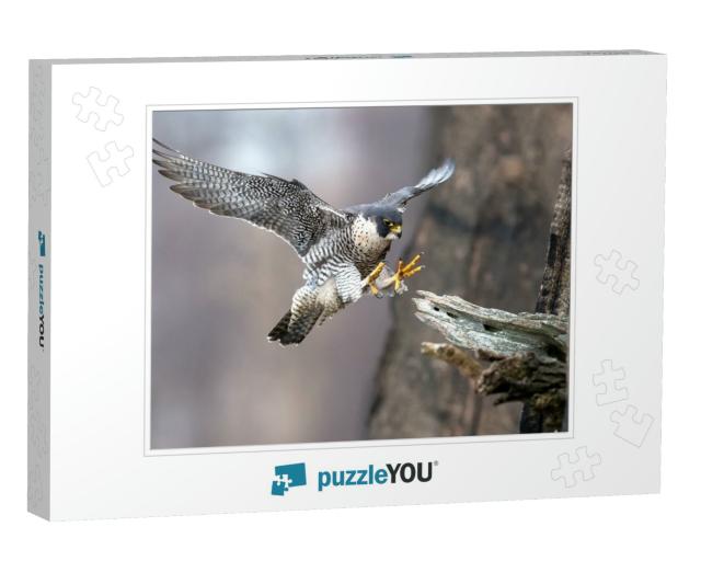 Peregrine Falcon in New Jersey... Jigsaw Puzzle