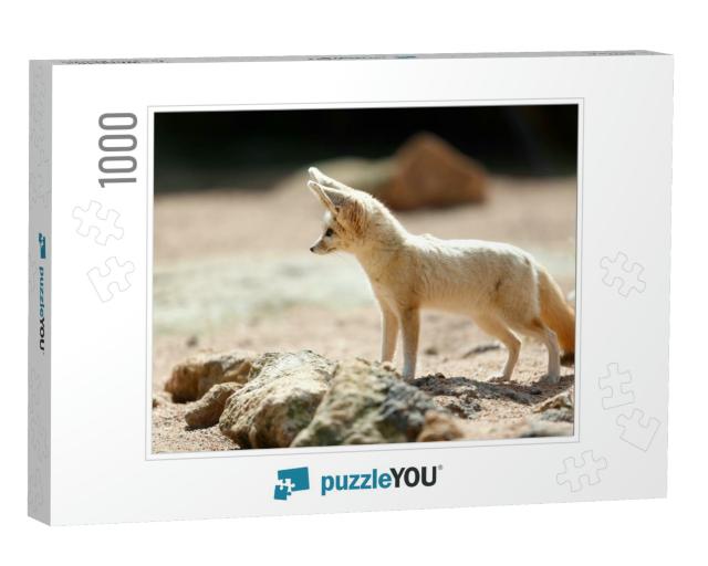 The Fennec Fox, Also Called Fennec or Desert Fox, is a Sm... Jigsaw Puzzle with 1000 pieces