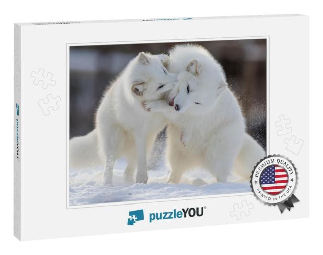 Arctic Fox Fighting in Winter... Jigsaw Puzzle