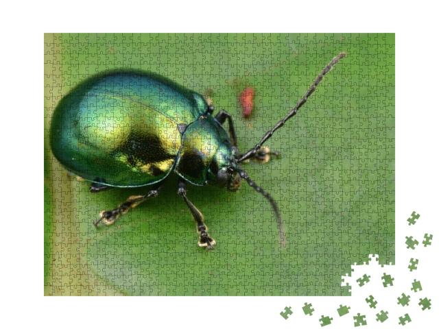Macro Image of a Green Shiny Leaf Beetle... Jigsaw Puzzle with 1000 pieces