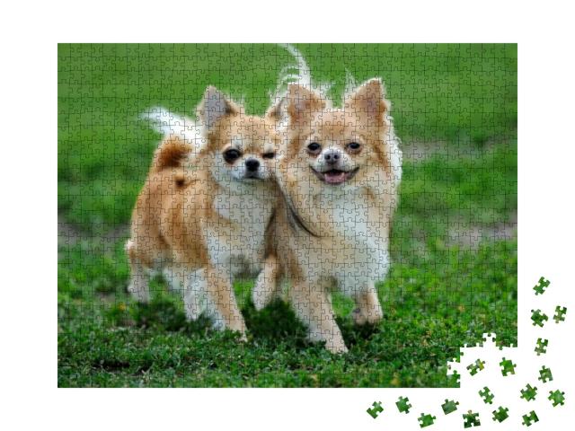 Two Longhair Chihuahua Dog in Green Summer Grass... Jigsaw Puzzle with 1000 pieces