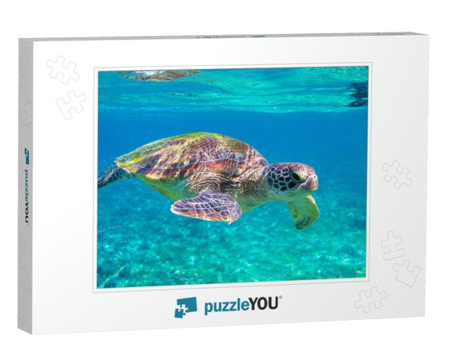 Cute Sea Turtle in Blue Water of Tropical Sea. Green Turt... Jigsaw Puzzle
