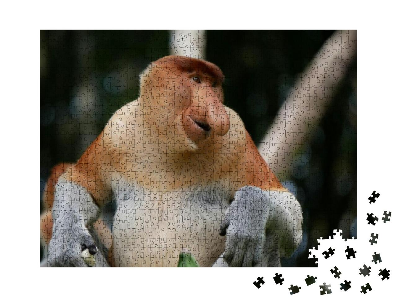 Mature Male Proboscis Monkey or Long-Nosed Monkey Nasalis... Jigsaw Puzzle with 1000 pieces