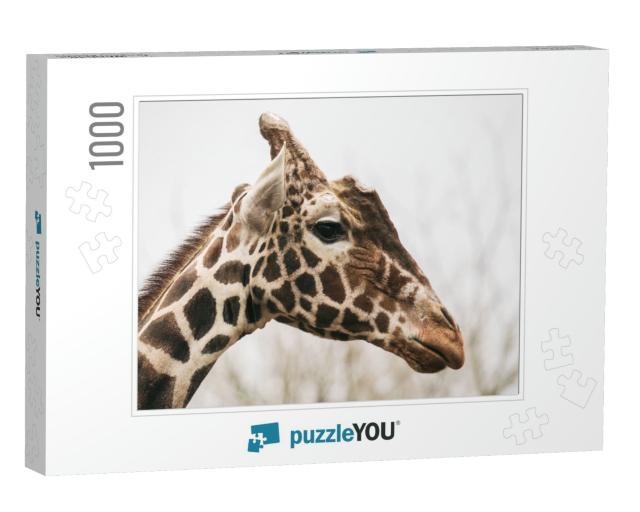 Portrait of a Young Male Reticulated Giraffe, Giraffa Cam... Jigsaw Puzzle with 1000 pieces