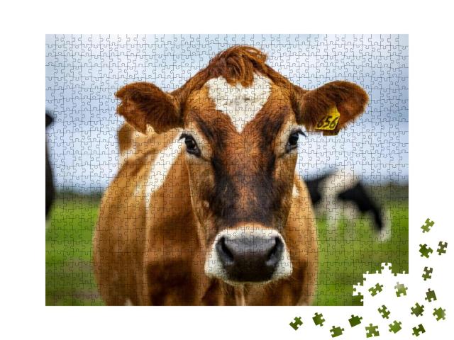 Brown Cow Staring At Me... Jigsaw Puzzle with 1000 pieces