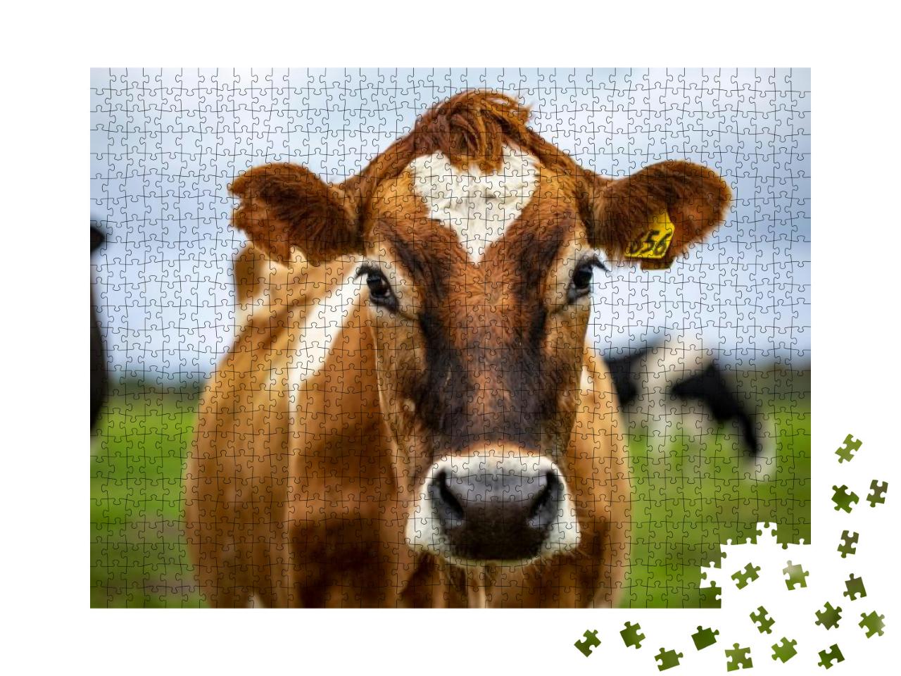 Brown Cow Staring At Me... Jigsaw Puzzle with 1000 pieces