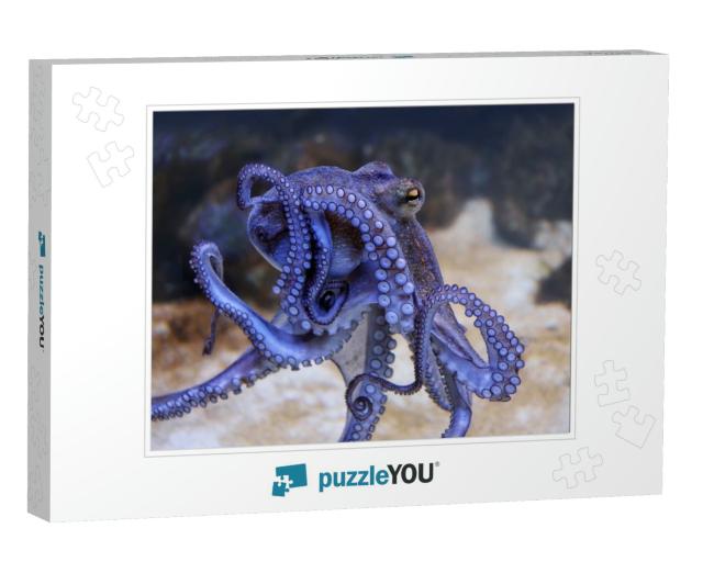 Octopus in an Aquarium, Closeup View... Jigsaw Puzzle