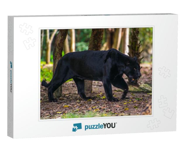Black Panther Walks Through the Jungle... Jigsaw Puzzle