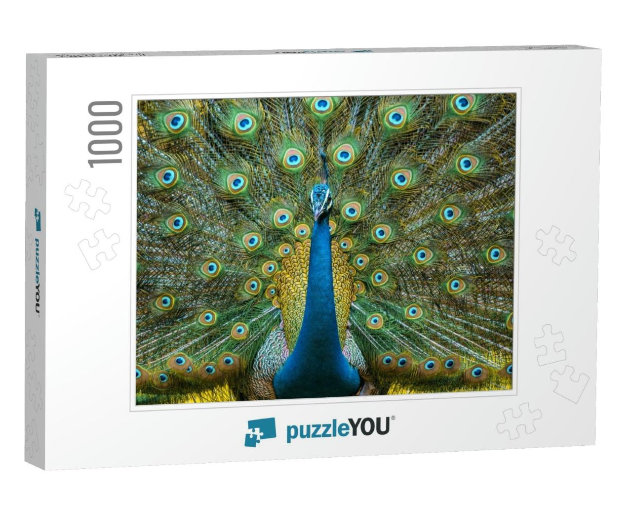 Peacock Displaying Vibrant Colors Its a National Bird of... Jigsaw Puzzle with 1000 pieces