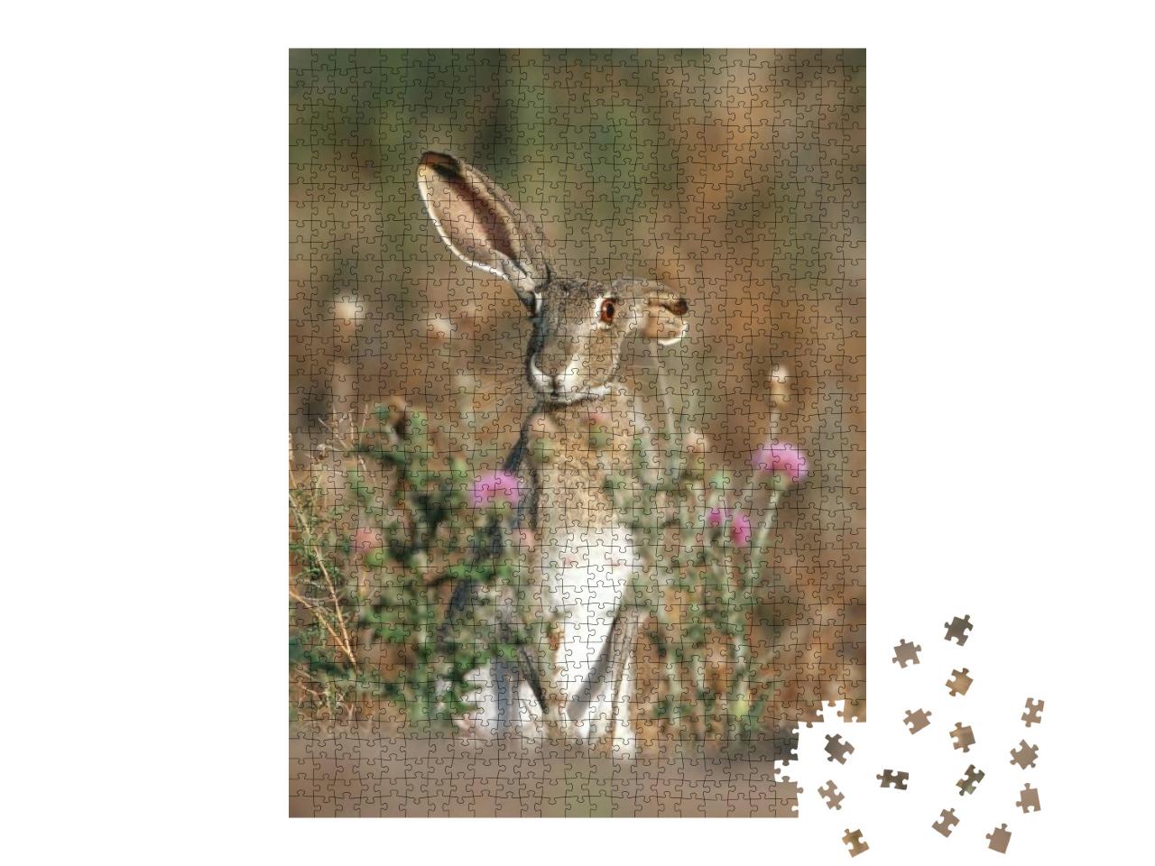 Black-Tailed Jack Rabbit Lepus Californicus Starr County... Jigsaw Puzzle with 1000 pieces