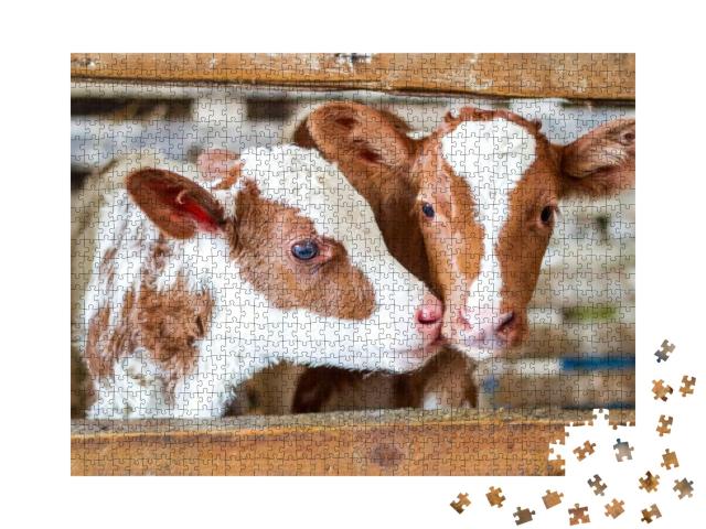 Red Baby Cow Calf Standing At Stall At Farm Countryside... Jigsaw Puzzle with 1000 pieces