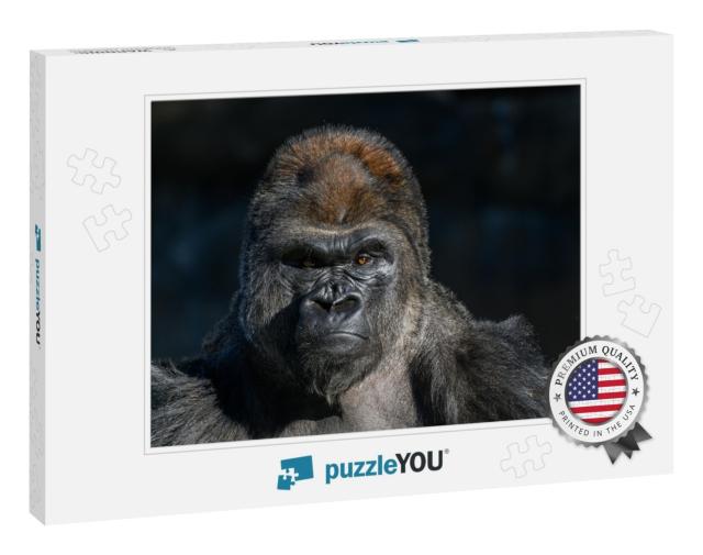 Western Lowland Gorilla , Gorilla, Gorilla with Strong, A... Jigsaw Puzzle