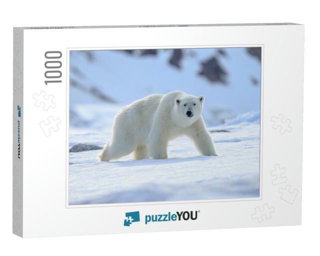Polar Bear Ursus Maritimus... Jigsaw Puzzle with 1000 pieces