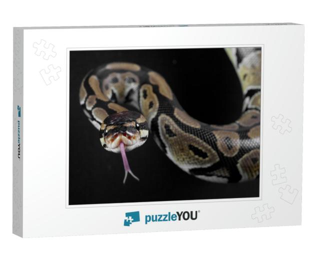 Python Snake with the Tongue Out in Studio... Jigsaw Puzzle