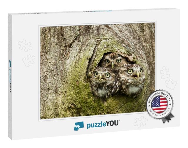 Three Little Owls in the Hollow of a Tree. Little Owl is... Jigsaw Puzzle