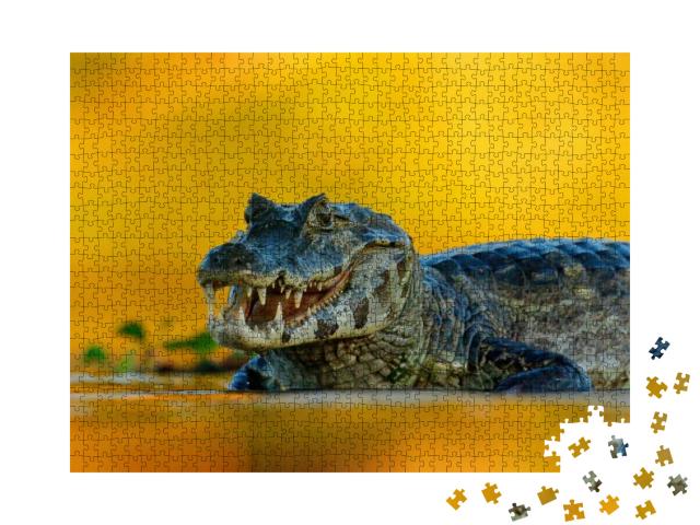 Yacare Caiman, Pantanal, Brazil. Detail Portrait of Dange... Jigsaw Puzzle with 1000 pieces