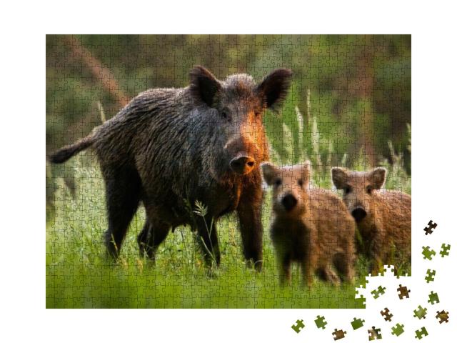 Family of Wild Boar, Sus Scrofa, S with Young Piglets on... Jigsaw Puzzle with 1000 pieces