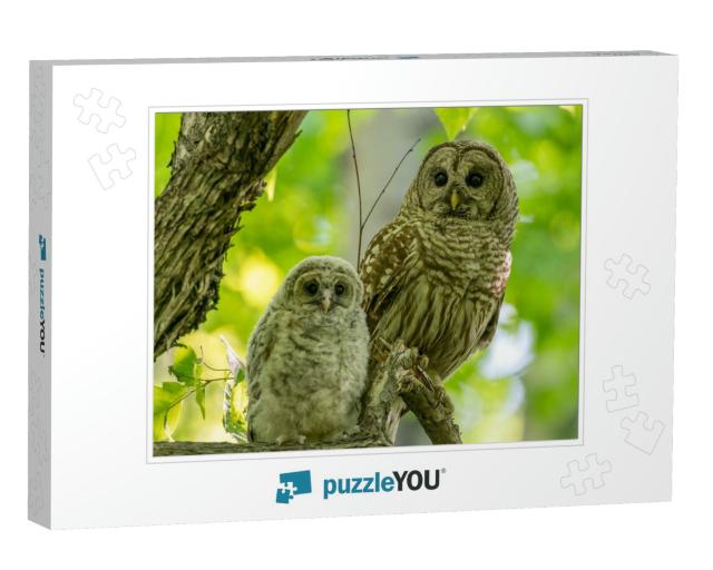 Adult & Baby Barred Owls Perching on a Tree Branch in Ear... Jigsaw Puzzle