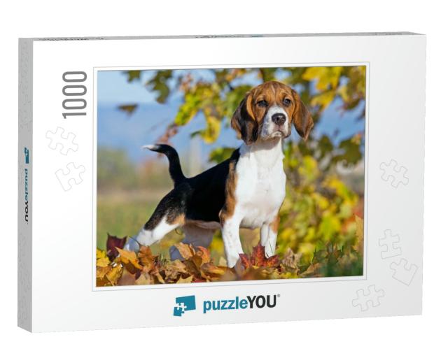 Portrait of Nice Beagle... Jigsaw Puzzle with 1000 pieces