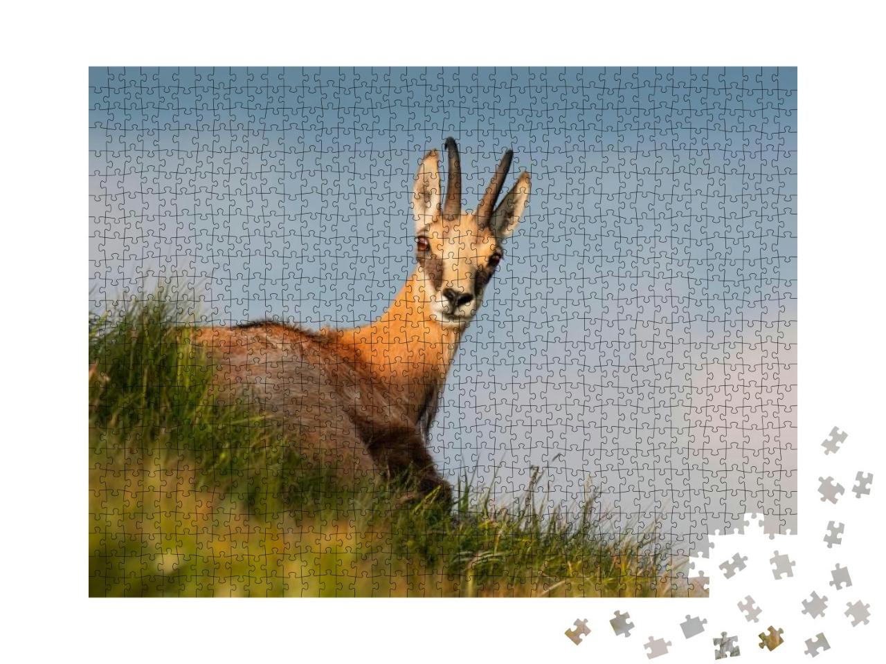 Chamois Rupicapra Rupicapra Beautiful Species of Goat Sta... Jigsaw Puzzle with 1000 pieces