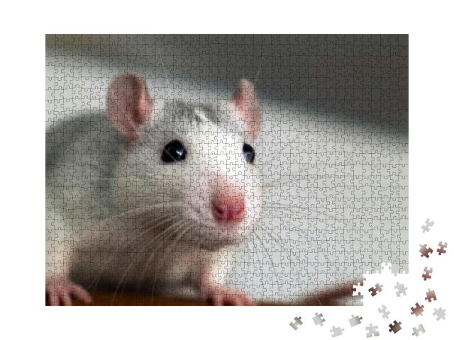 Closeup of Funny White Domestic Rat with Long Whiskers... Jigsaw Puzzle with 1000 pieces