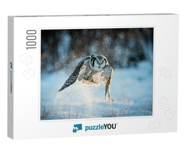 Northern Hawk-Owl Surnia Ulula Catching Mouse with Negati... Jigsaw Puzzle with 1000 pieces