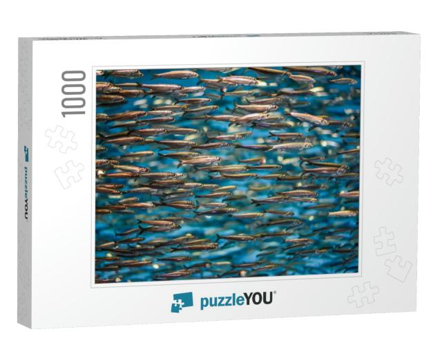 A School of Anchovies Swimming in the Deep Blue Sea of th... Jigsaw Puzzle with 1000 pieces