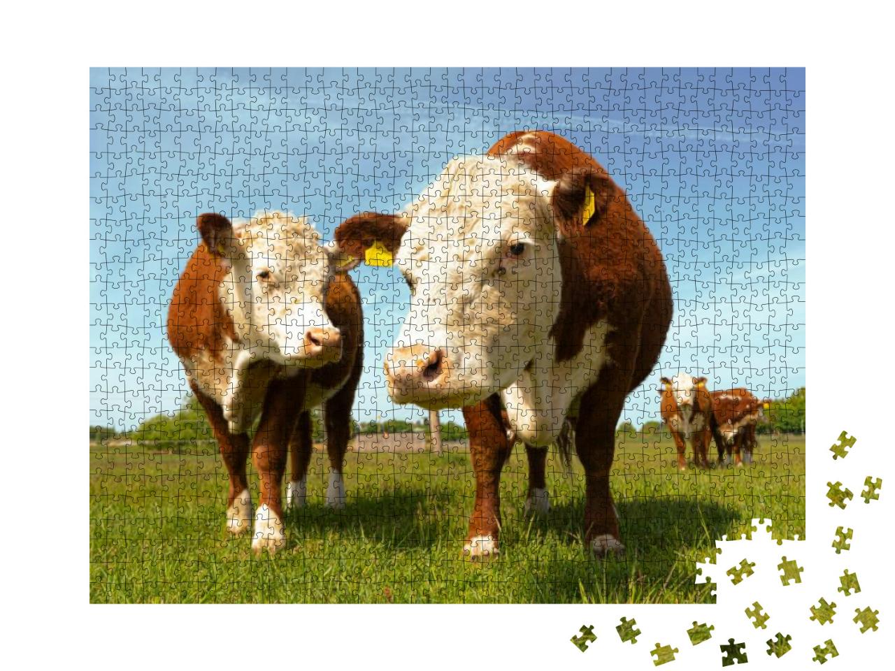 Brown Beef Cattle Hereford Cow in Countryside... Jigsaw Puzzle with 1000 pieces