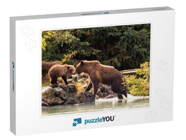 Mother Bear Fishing with Cubs in Chilkoot River, Haines A... Jigsaw Puzzle