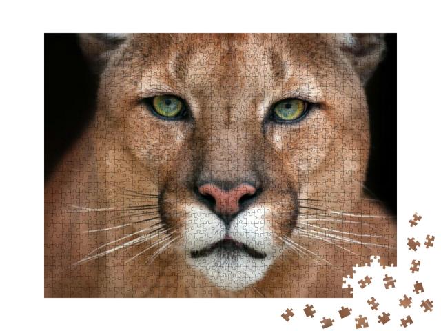 Puma Close Up Portrait with Beautiful Eyes Isolated on Bl... Jigsaw Puzzle with 1000 pieces