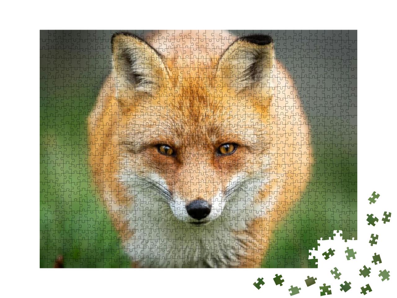 Portrait of a Red Fox in the Forest During the Autumn... Jigsaw Puzzle with 1000 pieces