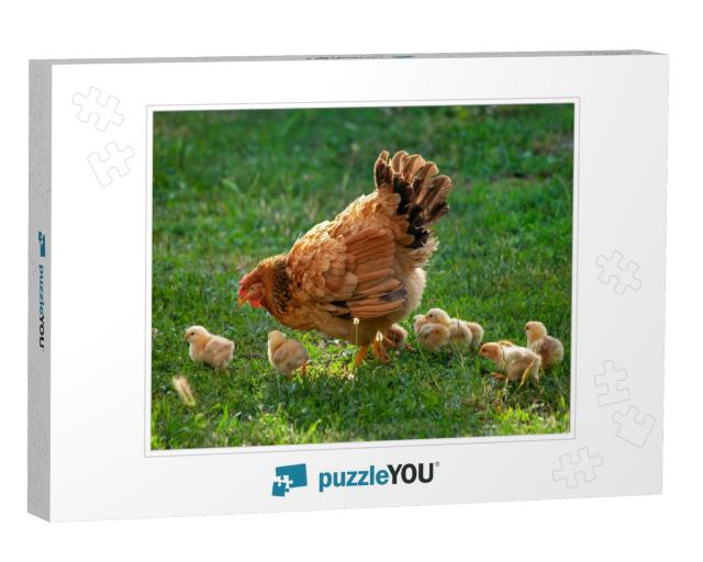 Poultry in a Rural Yard. Hen & Chickens in a Grass in the... Jigsaw Puzzle