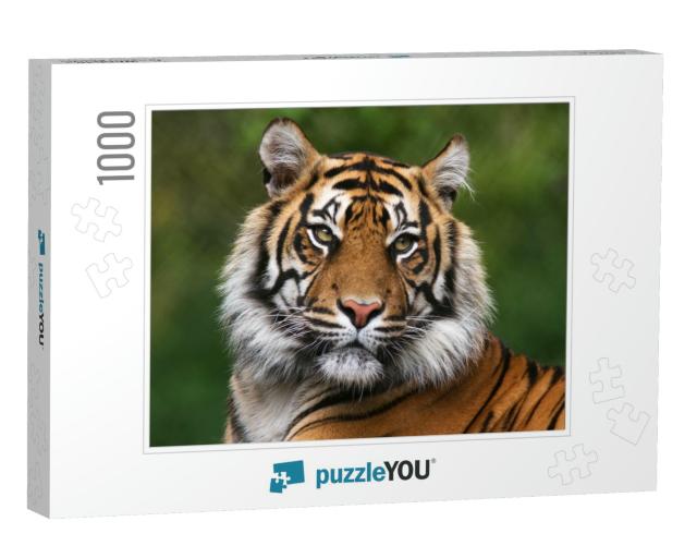 Tiger, Portrait of a Bengal Tiger... Jigsaw Puzzle with 1000 pieces