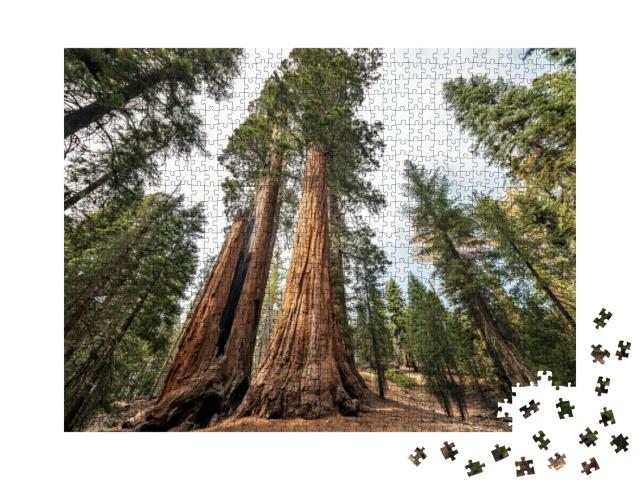 View At Gigantic Sequoia Trees in Sequoia National Park... Jigsaw Puzzle with 1000 pieces