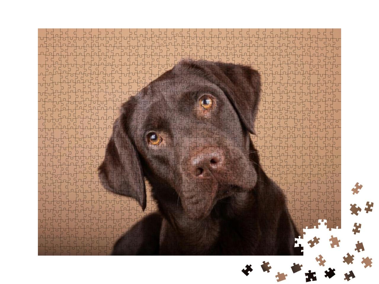 Dog Labrador Puppy Brown Chocolate in Studio, Isolated Ba... Jigsaw Puzzle with 1000 pieces