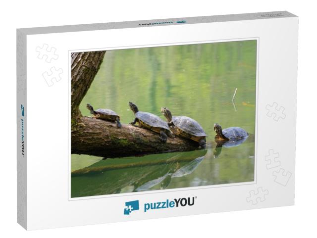 Four Turtles on a Trunk... Jigsaw Puzzle